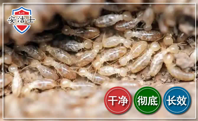 青田白蚁防治