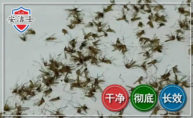 青田苍蝇防治-灭蝇