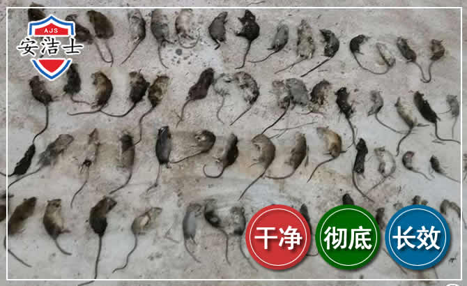 青田鼠害防治-灭鼠