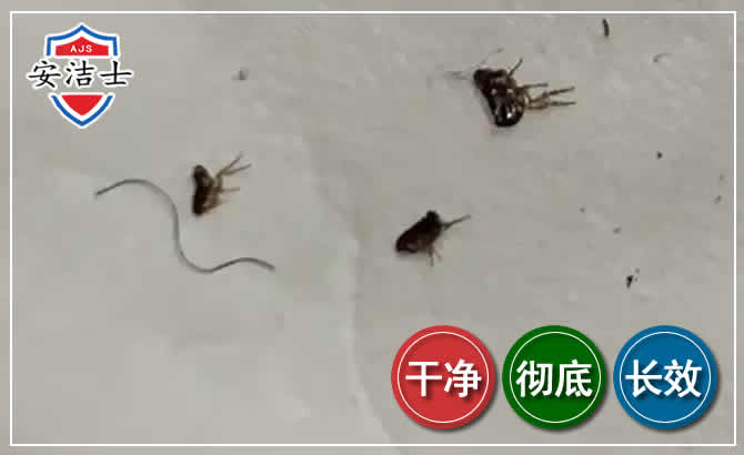 青田跳蚤防治-灭跳蚤