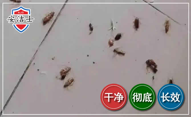 青田蟑螂防治-灭蟑螂