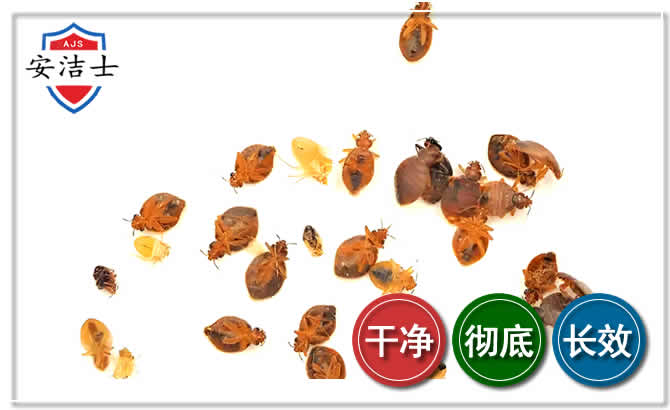 青田臭虫防治-消灭臭虫
